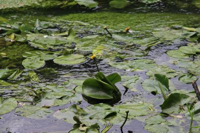 Nénuphar jaune