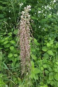Orchis bouc