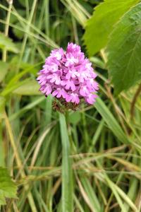 Orchis pyramidal