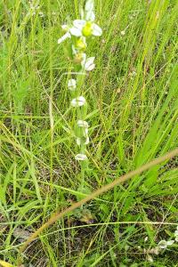 Ophrys abeille