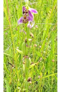 Ophrys abeille