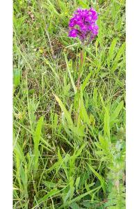 Orchis pyramidal