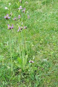 Ophrys abeille