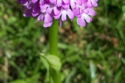 Orchis pyramidal