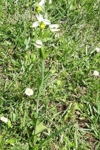 Ophrys abeille