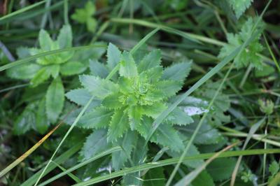 Herbe de saint Jean