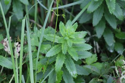 Herbe de saint Jean