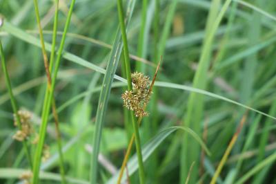 Juncus effusus