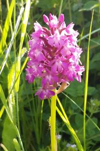 Orchis pyramidal