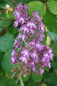 Orchis pyramidal