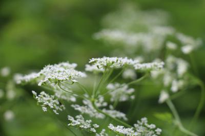 Chérophylle penché