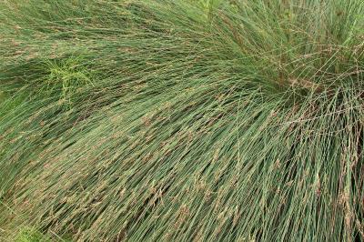 Juncus inflexus