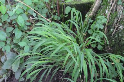 Brachypodium sylvaticum