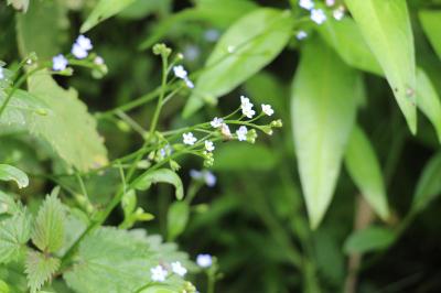 Myosotis des marais