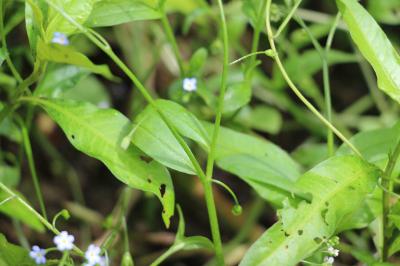Myosotis des marais
