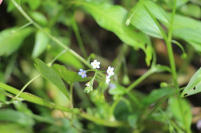 Myosotis des marais
