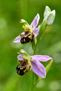 Ophrys abeille