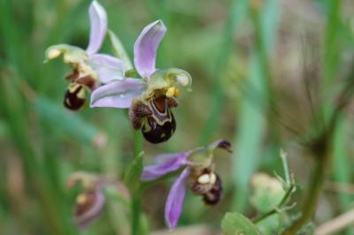 Ophrys abeille