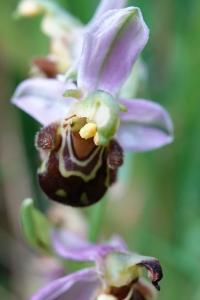 Ophrys abeille