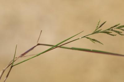 Pâturin rigide