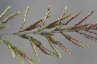 Pâturin rigide