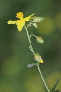 Hélianthème jaune