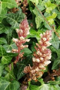 Orobanche du lierre