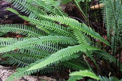 Blechnum en épi