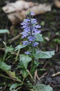 Ajuga reptans