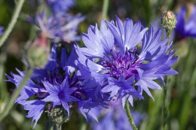 Bleuet