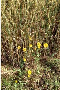 Chrysanthème des moissons