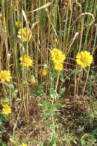 Chrysanthème des moissons