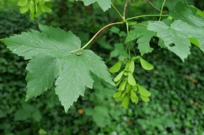 Acer pseudoplatanus