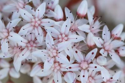 Sedum album