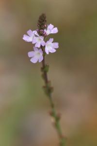 Verveine officinale