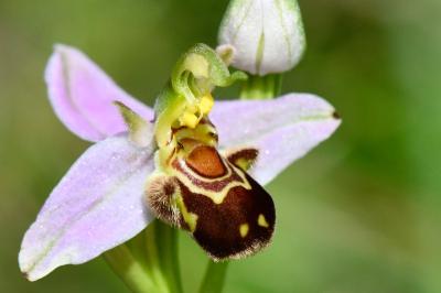 Ophrys abeille