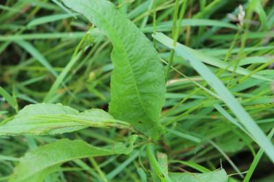 Patience agglomérée