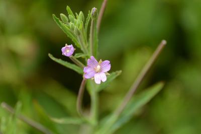 Epilobium tetragonum