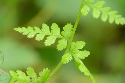 Cystoptéris fragile