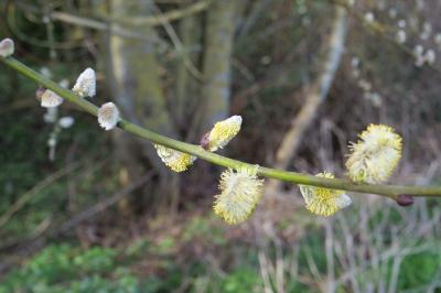 Salix caprea