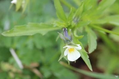 Viola arvensis