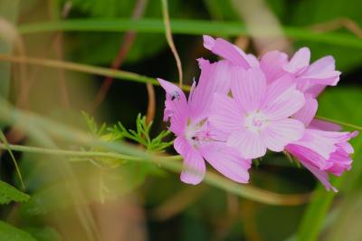 Mauve musquée