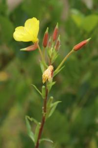 Onagre bisannuelle