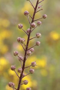Verbascum blattaria