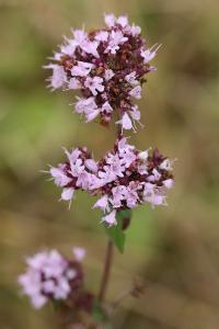 Origanum vulgare