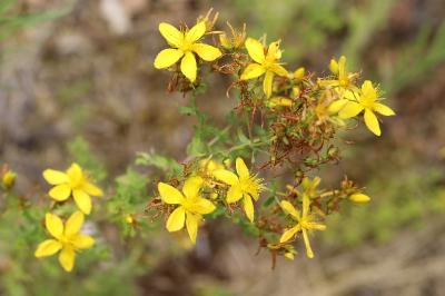 Hypericum perforatum