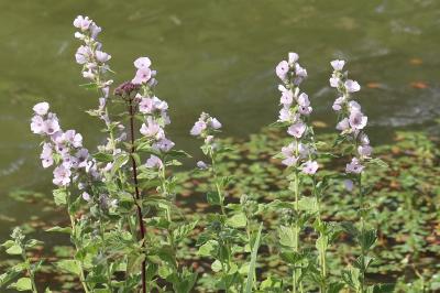 Guimauve officinale