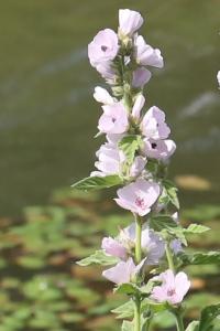 Guimauve officinale
