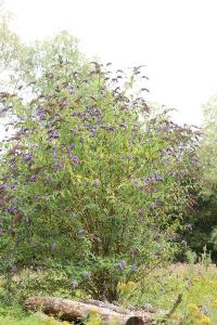 Buddleja davidii