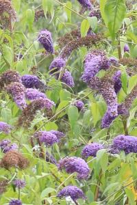Buddleja davidii
